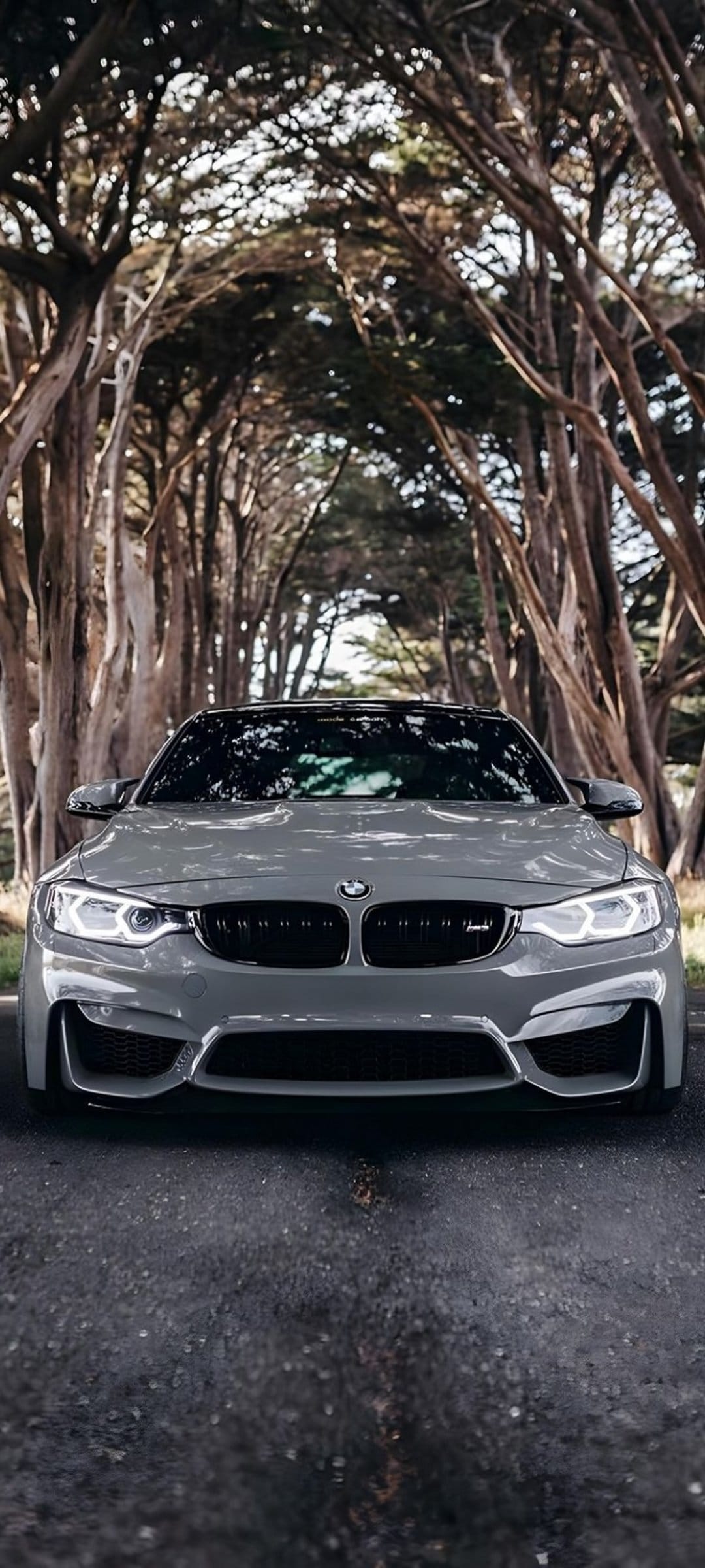 Grey BMW M4 with glowing headlights parked on a road under a dense tunnel of leafy green tree branches.