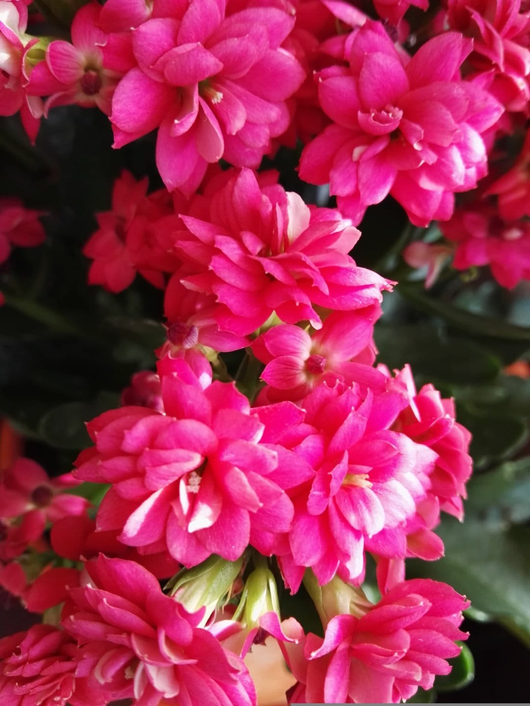 Fuchsia Kalanchoe flowers with layered petals cluster tightly above dark green succulent leaves in a macro view.