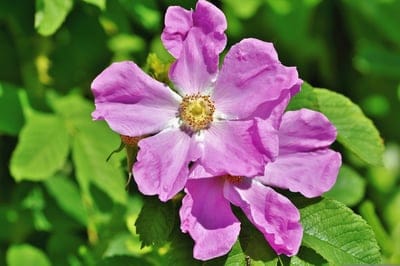 Pink wild rose flower with a yellow stamen and layered petals surrounded by soft green leaves in macro detail.