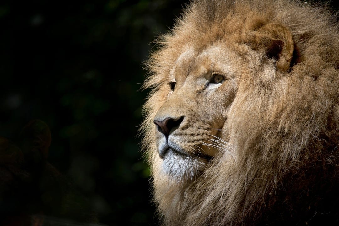 Male lion with a thick golden mane and amber eyes gazes forward against a dark, blurred background.