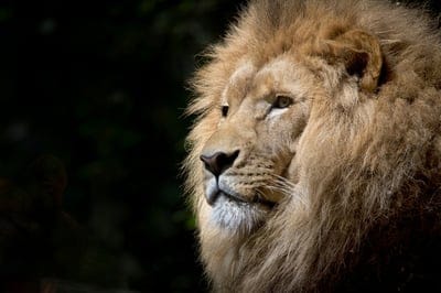 lion wallpaper,lion background,lion,animal,lion face