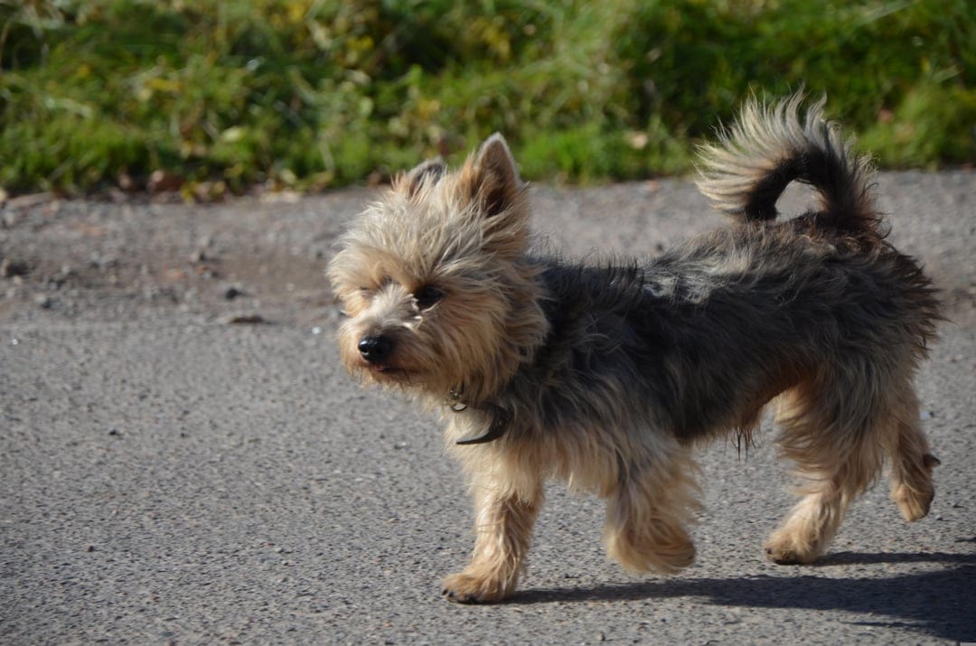 Scruffy terrier dog with tan and grey fur walking on an asphalt path surrounded by green foliage and sunlight.