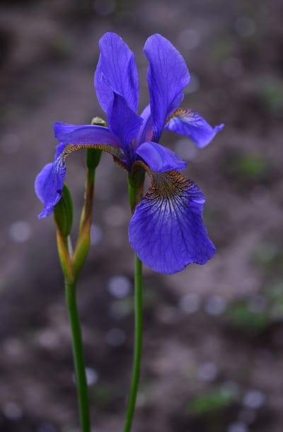 blue iris, purple iris, iris flower, flower close-up, floral photography, nature photography, spring bloom, garden flower, botanical detail, vibrant color, detailed petals, delicate markings, bokeh background, outdoor photography, single flower, iris bud, green stems, floral beauty, elegant flower, macro photography, wildflower, perennial, garden