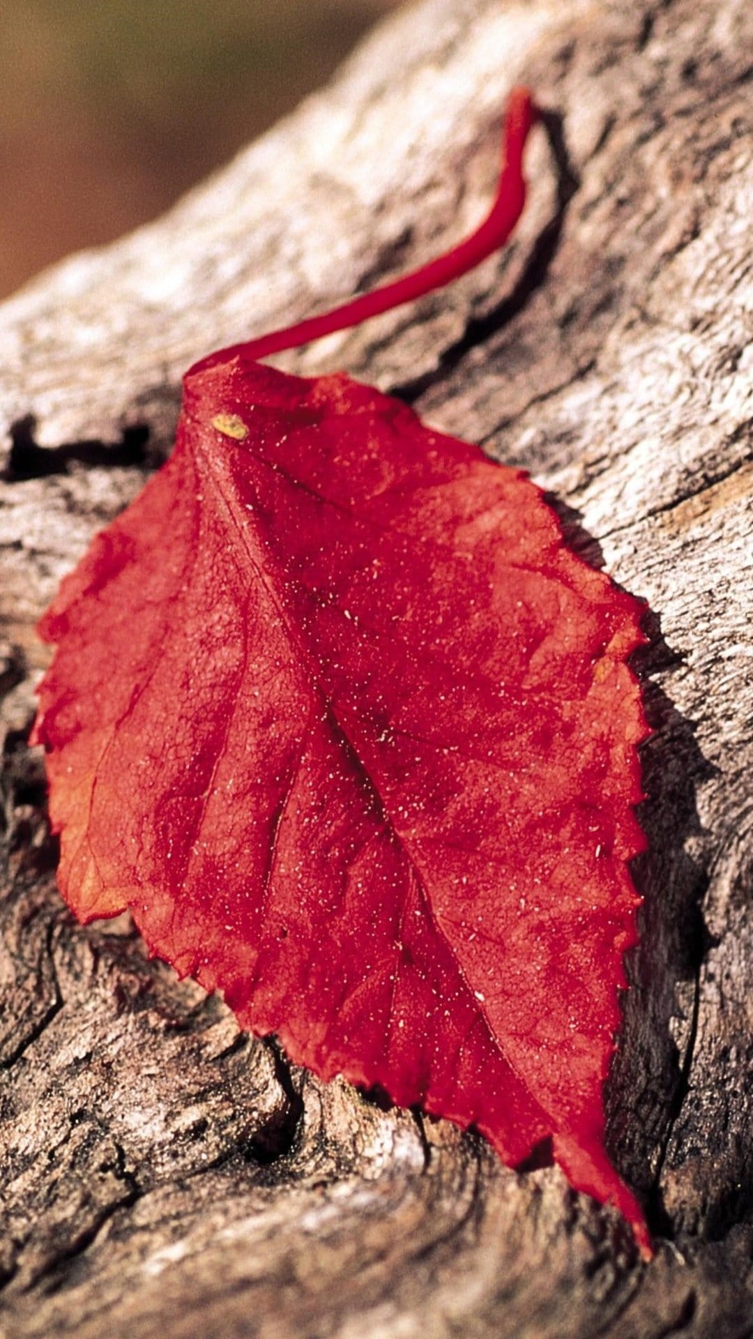 Red autumn leaf showcasing intricate veins while resting on a weathered wooden surface with earth-toned foliage.