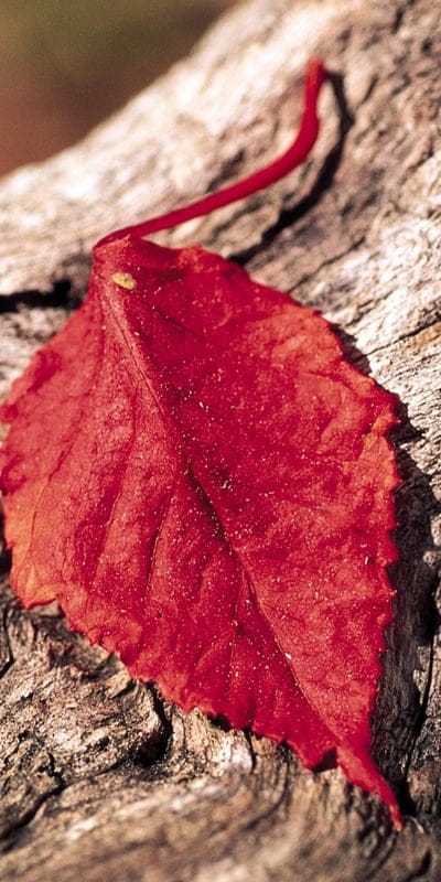 leaf
