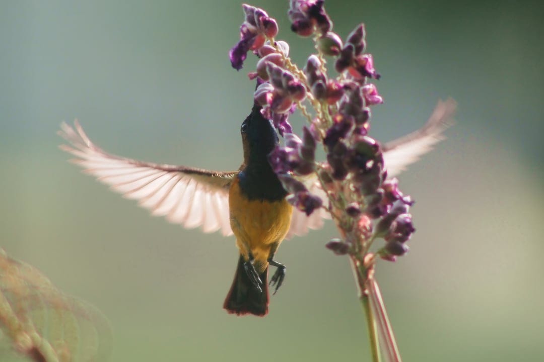 Yellow-bellied hummingbird with blurred wings feeds on a cluster of small purple flowers in a green garden.