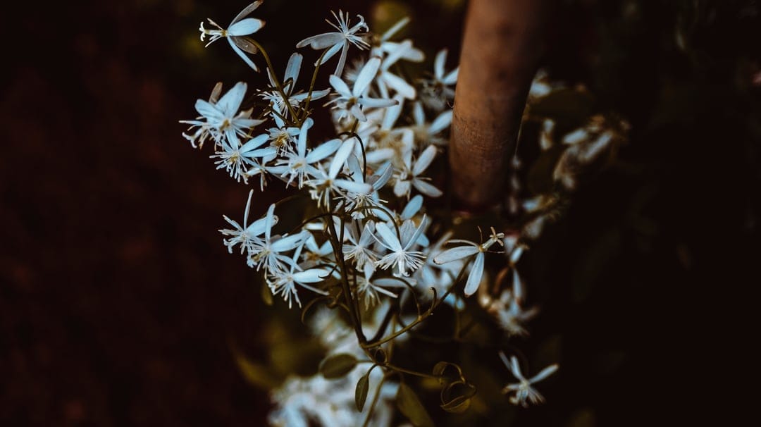 Human finger gently grazing a delicate white wildflower petal against a dark, blurred macro background.