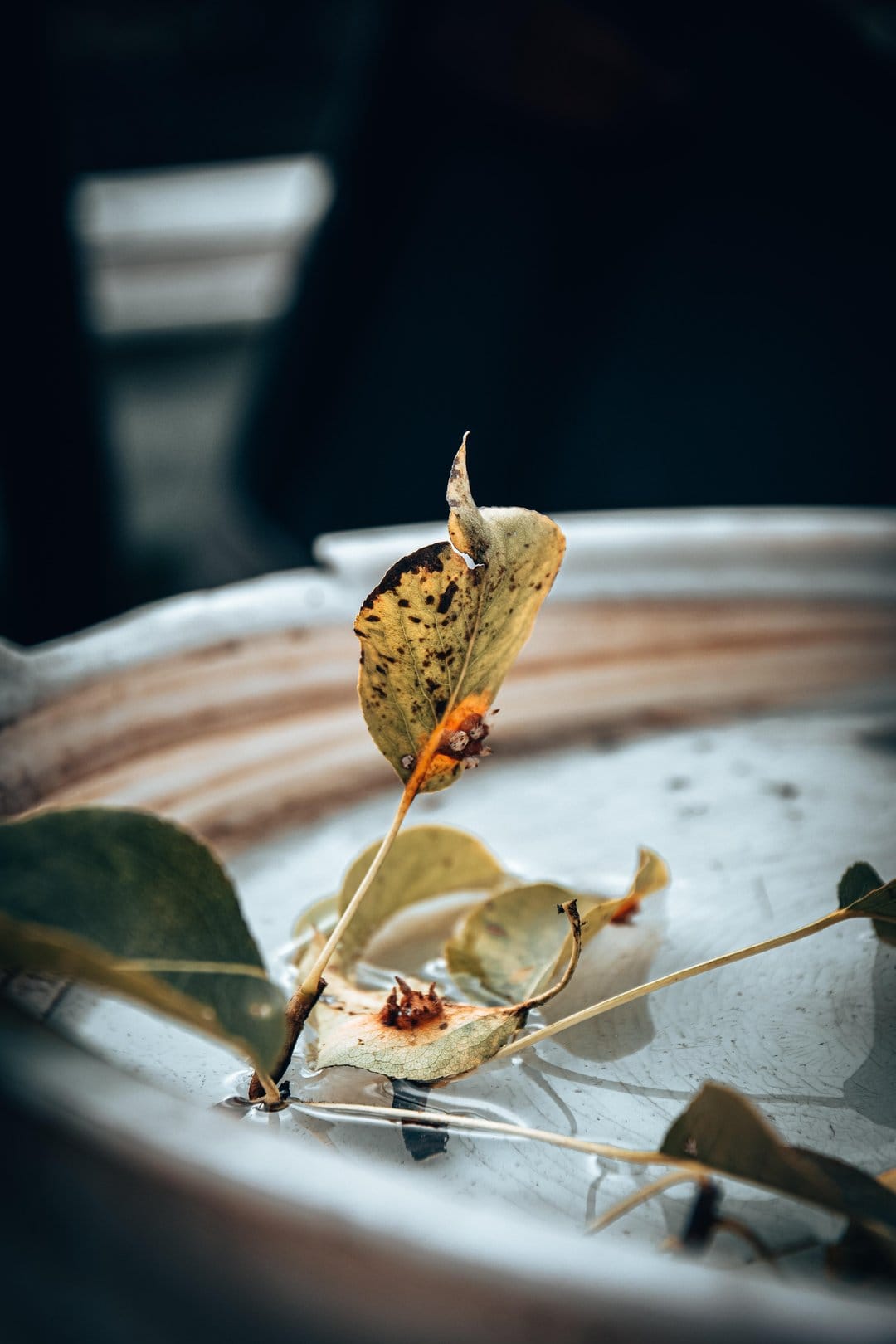 Yellow spotted autumn leaves lie submerged in clear shallow water over a pale surface with soft bokeh blurring.
