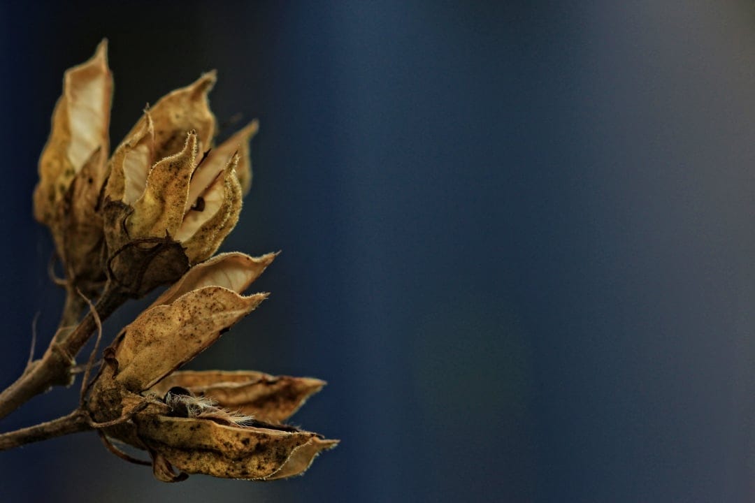Dried hibiscus seed pod showing papery brown textures and open segments against a blurred dark blue background.