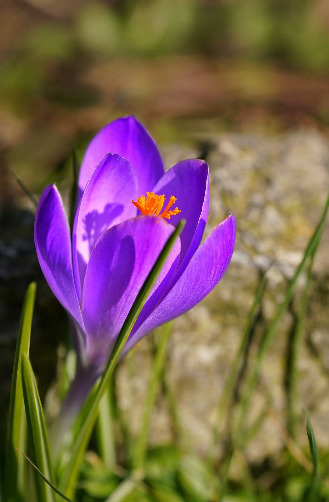 Purple crocus flower with orange stamens blooming in green grass under soft sunlight in a vertical macro shot.