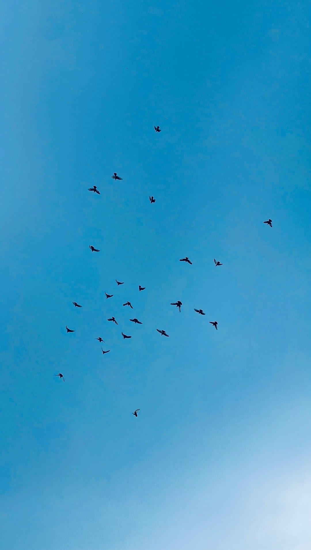 Dark bird silhouettes fly across a boundless and vibrant blue sky, creating a minimalist nature composition.