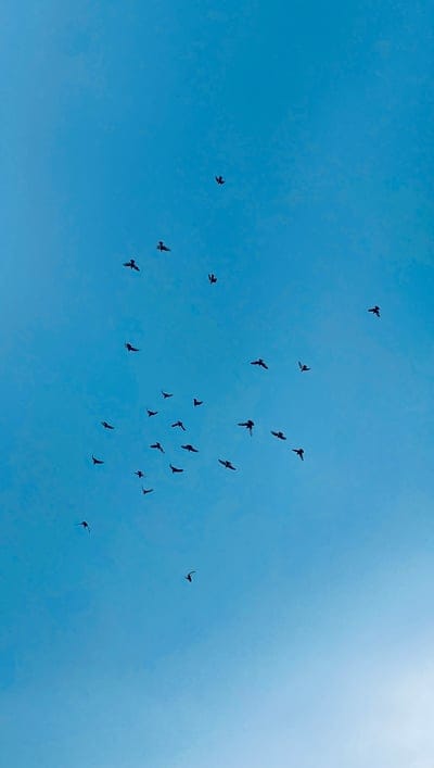 sky,nature,birds
