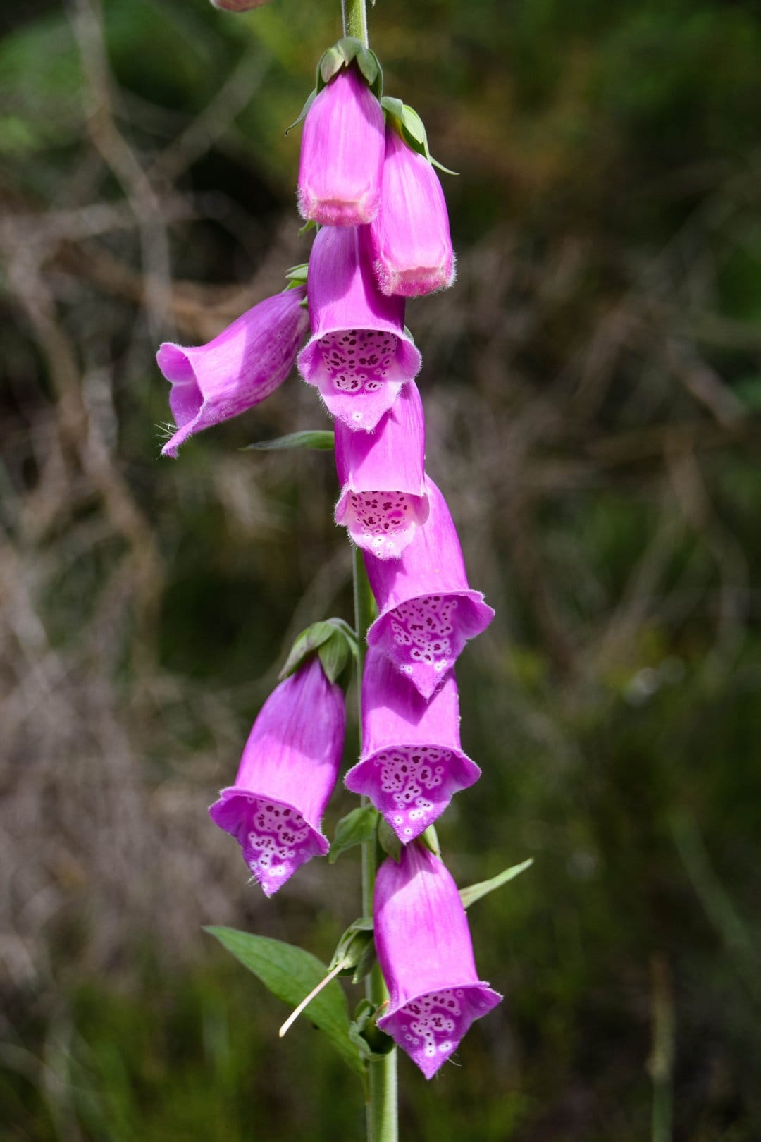 Purple foxglove flowers with speckled petals bloom on a stalk against a soft green blurred forest background.