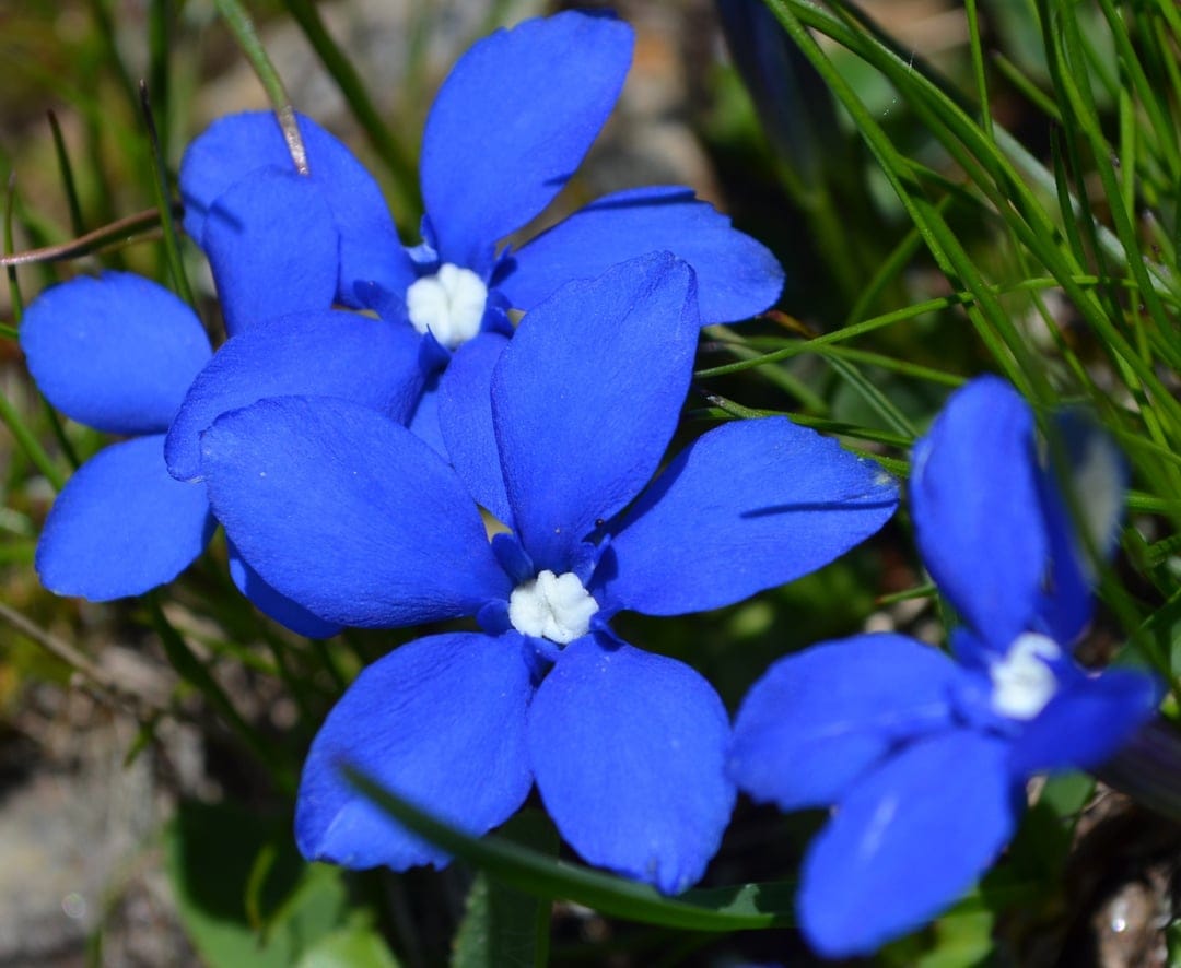 Blue Gentian flowers with white centers nestled in green grass blades, shot from a close-up overhead perspective.