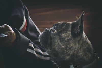 dog,Mac wallpaper,free wallpaper,bulldog,laptop wallpaper,4K wallpaper,nature,beautiful wallpaper,Windows wallpaper,wallpaper HD,pet,HD wallpaper,emotion,animal,full HD wallpaper,desktop backgrounds,free background,4K wallpaper,cool backgrounds,wallpaper 