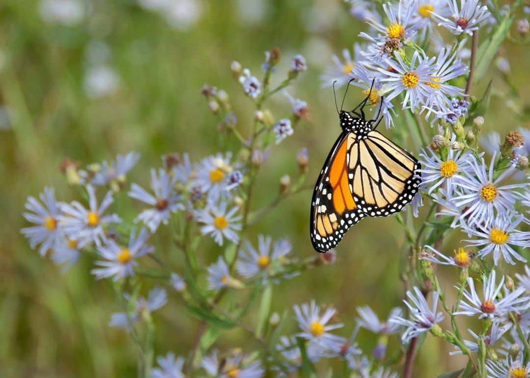 Monarch butterfly with orange wings feeds on small blue aster flowers against a soft green background.