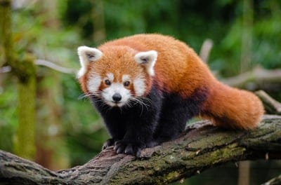 Red panda,Red panda  wallpaper,Red panda  background,iPhone wallpaper,cute Red panda wallpaper