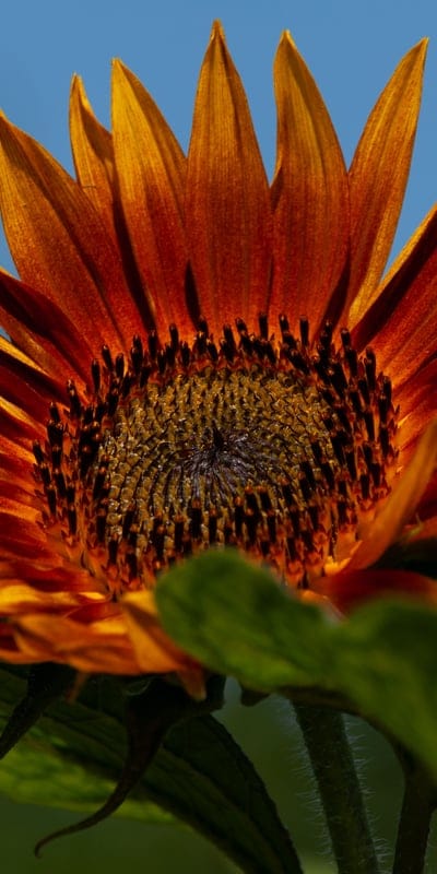 sunflower,hd wallpaper,floral background,full hd wallpaper,4k wallpaper,nature wallpaper,mac wallpaper,flower wallpaper,flower,beautiful flowers,4k wallpaper,desktop backgrounds,windows wallpaper,free wallpaper,beautiful nature,nature background,cool back
