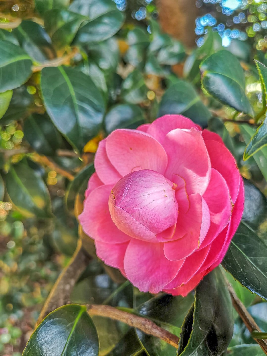 Pink camellia flower with soft petals blooms in front of blurred green foliage and a dreamy bokeh light.