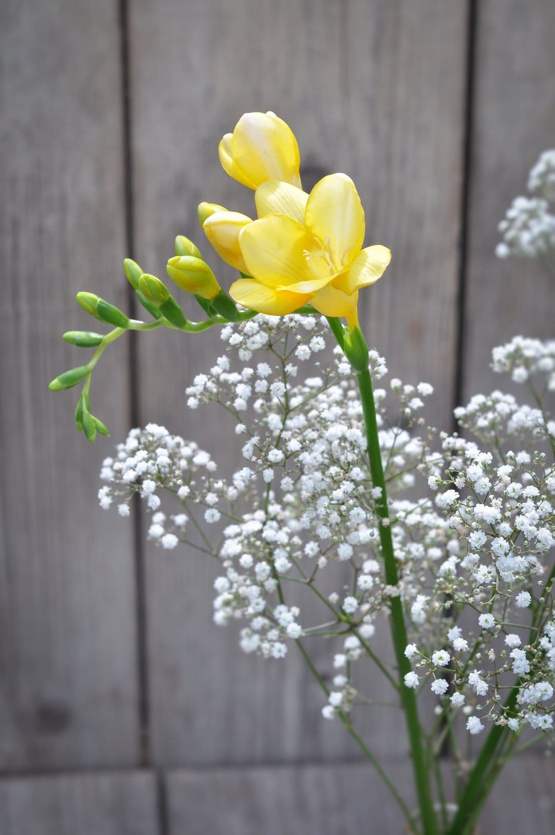 Yellow freesia blooms and white baby's breath flowers arranged on a textured rustic gray wooden background.