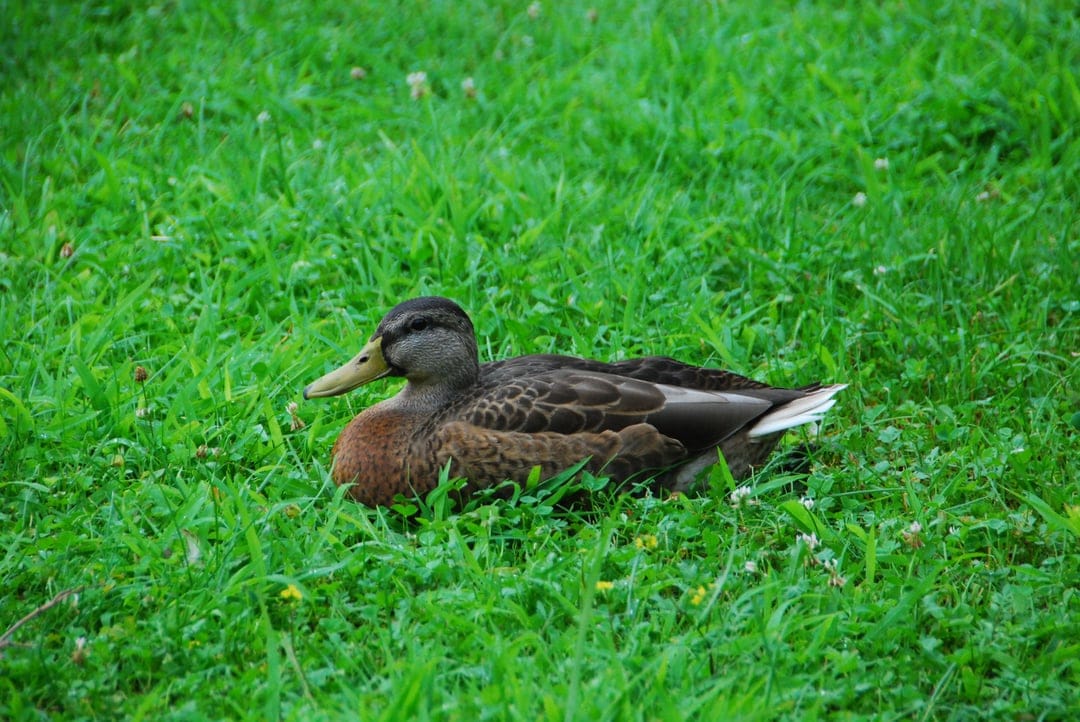Mallard duck with brown feathers rests in lush green grass, its dark beak pointing toward the left side.