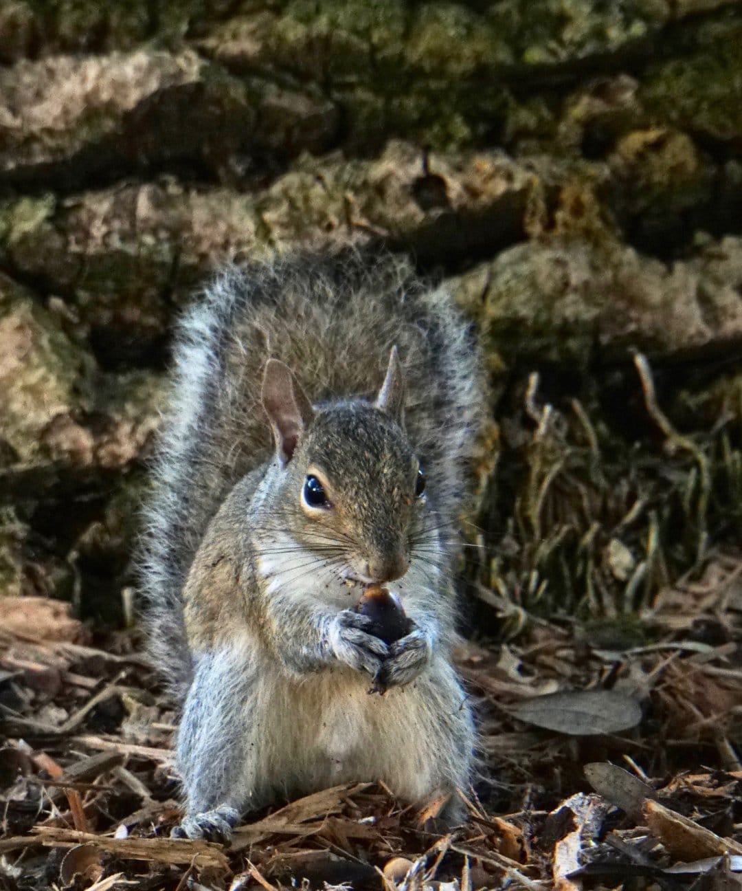 Gray squirrel holding a nut in its paws on a forest floor with textured tree bark and autumn leaves behind it.