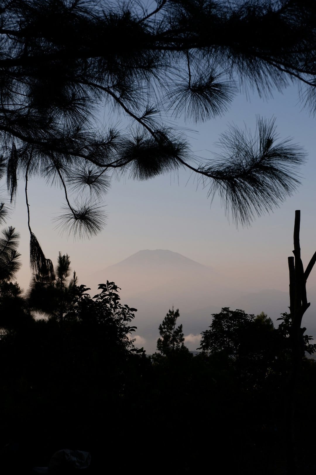 Pine tree silhouettes frame a misty mountain peak under a soft, glowing sunrise with thick fog in the valley.