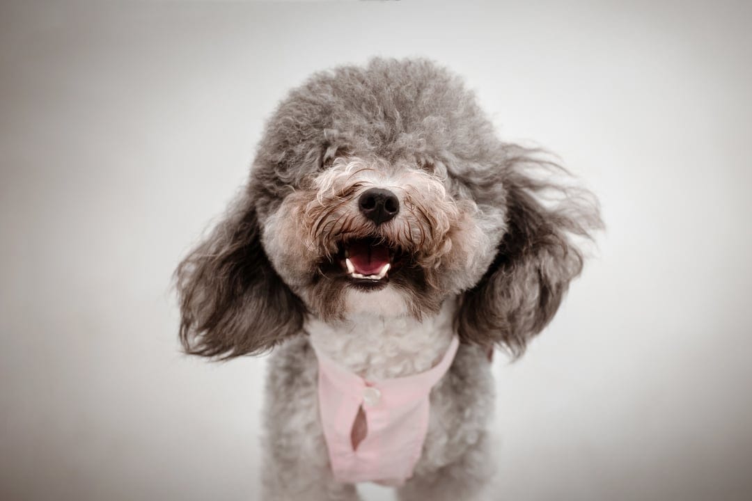 Grey toy poodle with fluffy curly fur wearing a light pink shirt against a neutral grey studio background.