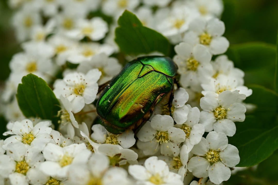 Metallic green beetle with a shiny shell crawling over small white flowers with yellow centers and green leaves.