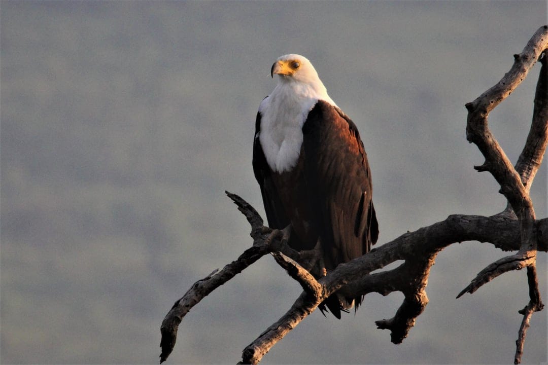 African Fish Eagle with white plumage and brown wings perches on a dry branch against a soft bokeh background.
