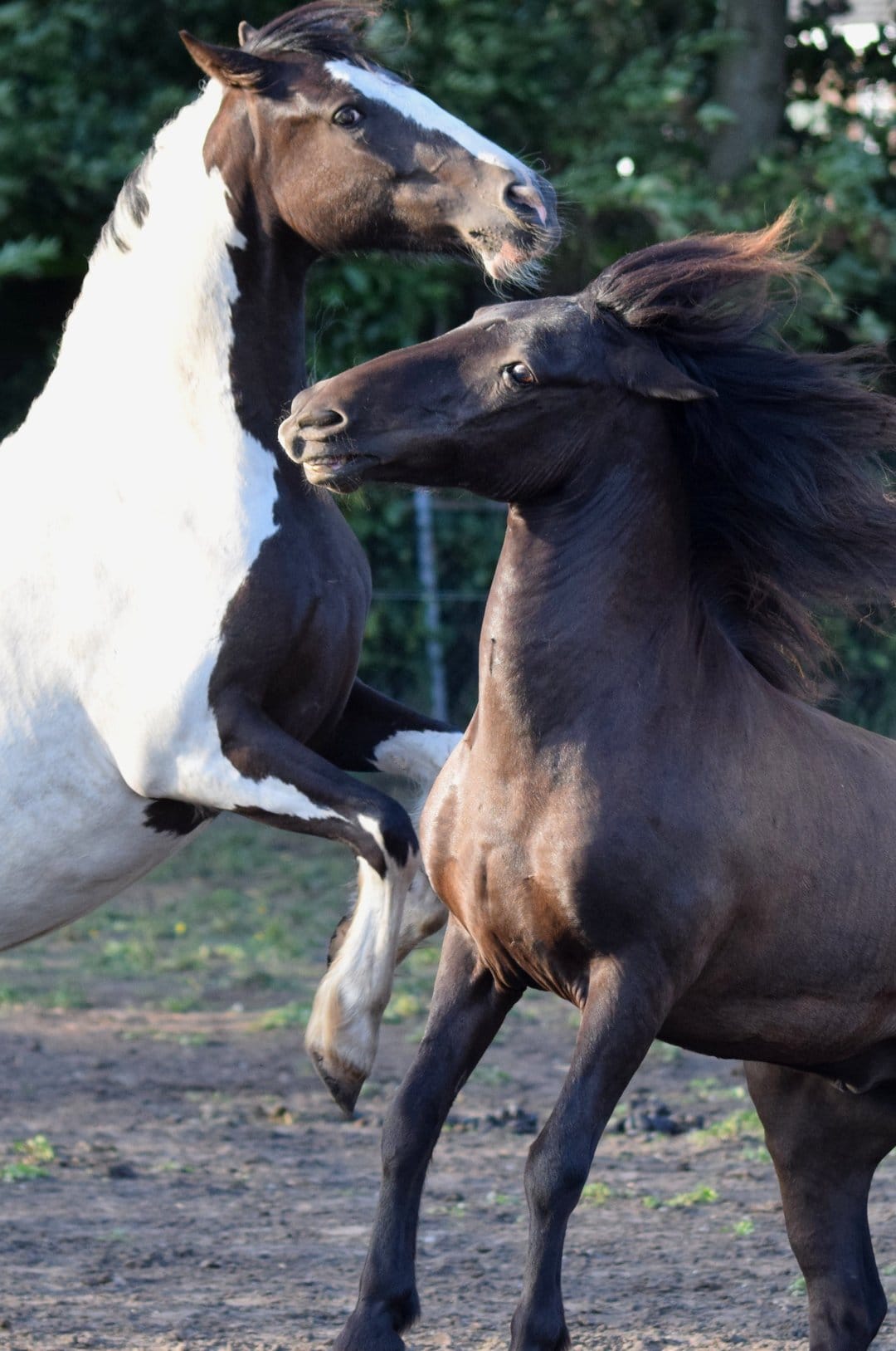 Pinto horse rearing on hind legs next to a brown stallion in a green pasture with a soft blurred background.