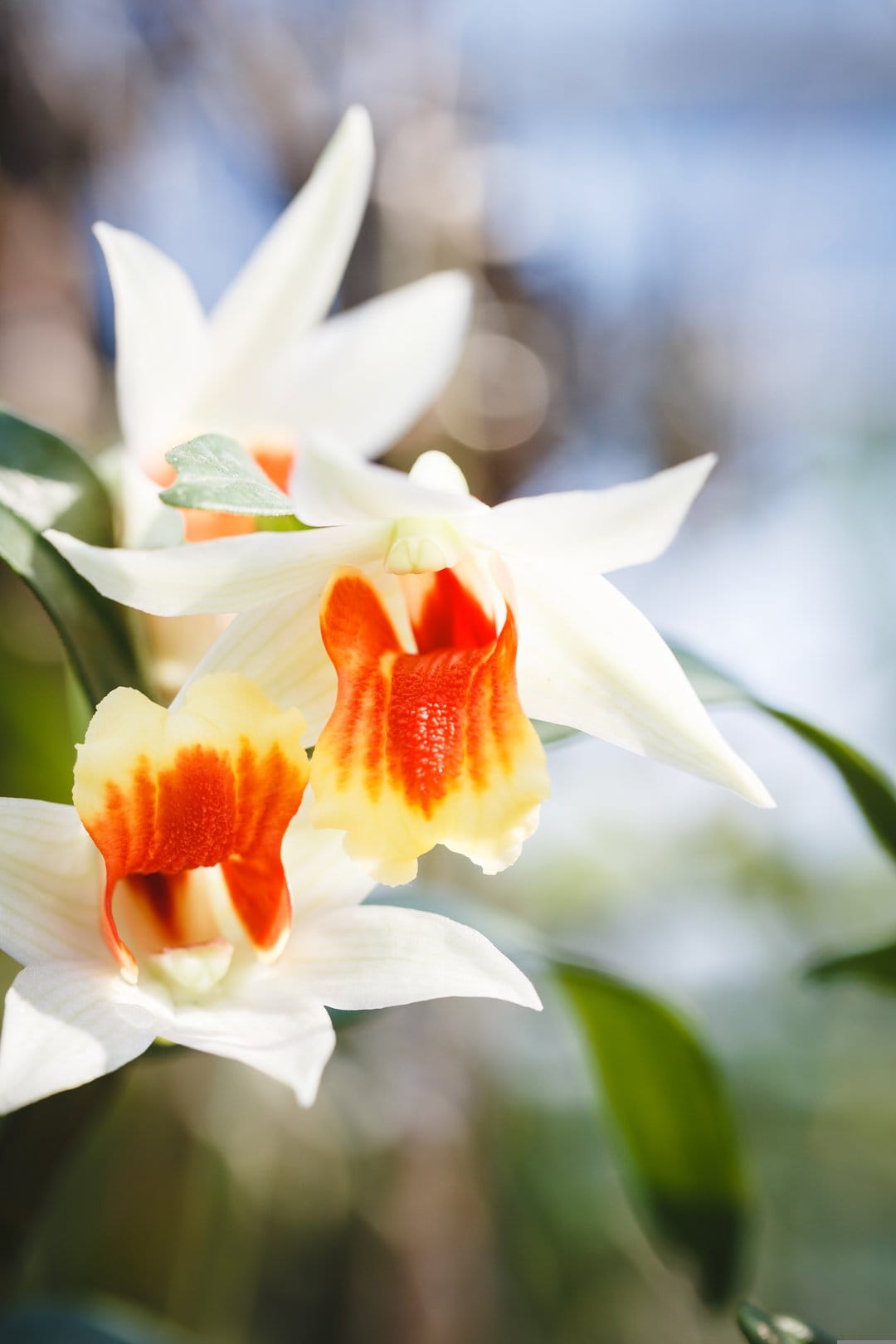 White orchids with fiery orange centers unfurl against soft green and blue bokeh in sharp macro floral detail.