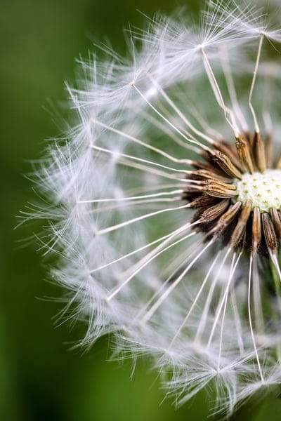dandelion,seeds,beautiful flowers,flower,dry,plant,nature,closeup,flower background,flower wallpaper,macro