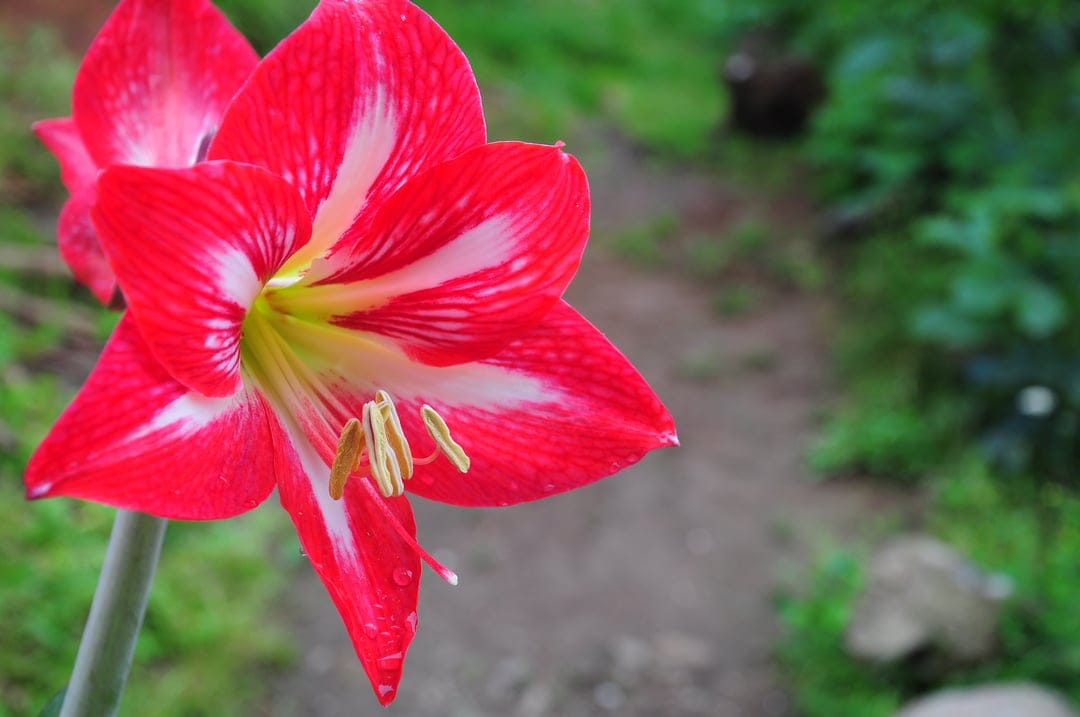 Red and white striped Amaryllis blossom with yellow stamens rests against a blurred green garden backdrop.