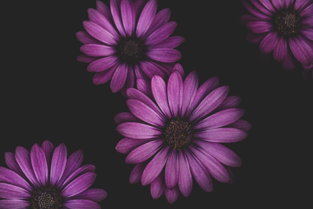 Three purple daisies with detailed petals and dark centers stand out against a solid black background.