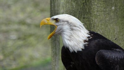 Falcon,Falcon wallpaper,Falcon  background,desktopnwallpaper,iPhone wallpaper