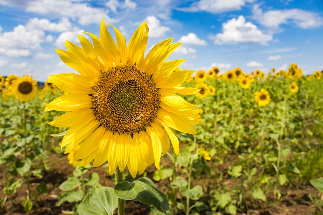 Large yellow sunflower with a honeybee on its center, set against a field of flowers and a cloudy blue sky.