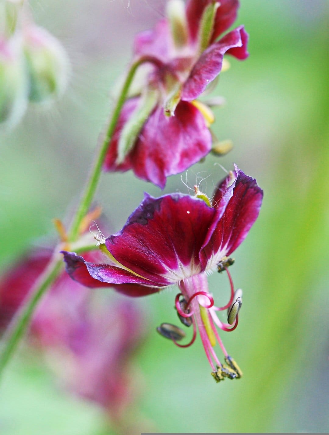 Magenta Geranium flower petals with pollen-tipped stamens set against a soft, blurred green background.
