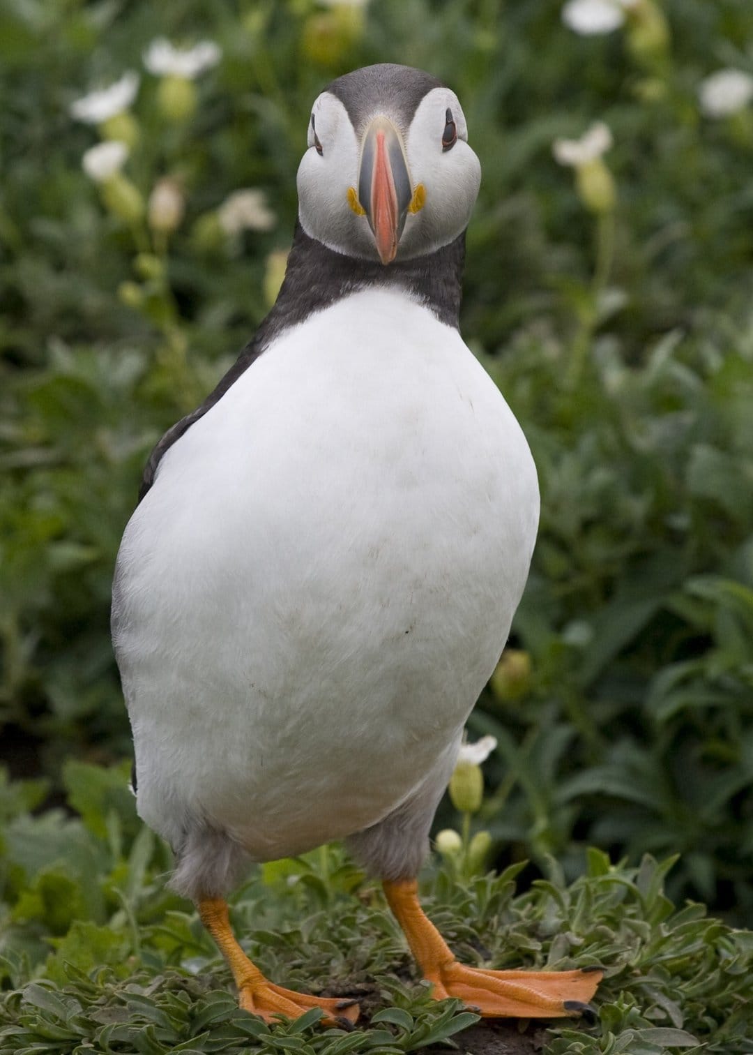Atlantic puffin with a bright orange beak stands head-on in green grass against a soft blurred background.