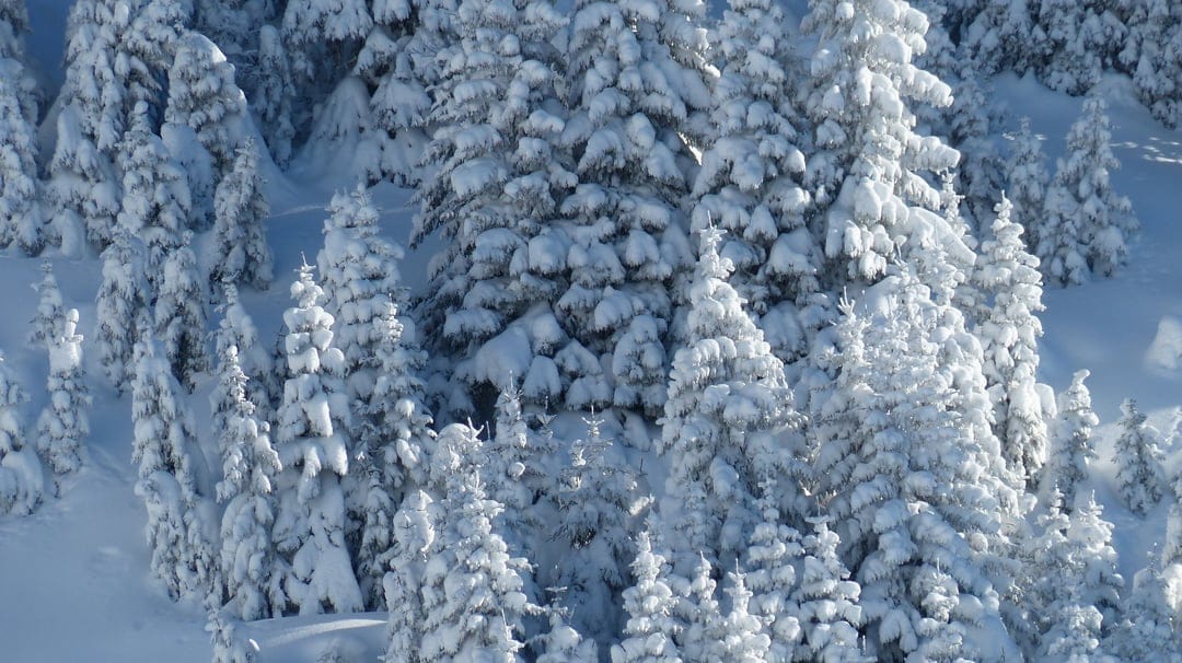 Snow-laden pine trees with frosted needles stand against a bright blue sky in a dense, quiet winter forest.