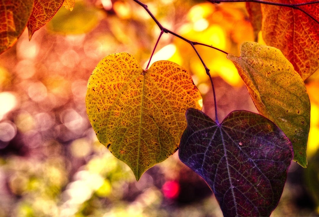 Heart-shaped leaves in yellow and red hues glow under sunlight with a soft, blurred autumnal forest background.