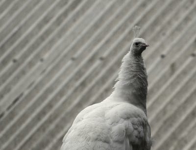 White peacock,White peacock wallpaper,peacock,bird wallpaper