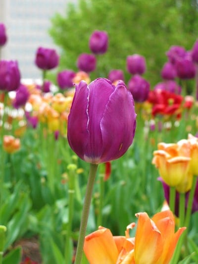 Purple tulip with white edges centers this vertical macro view against a soft bokeh garden backdrop.
