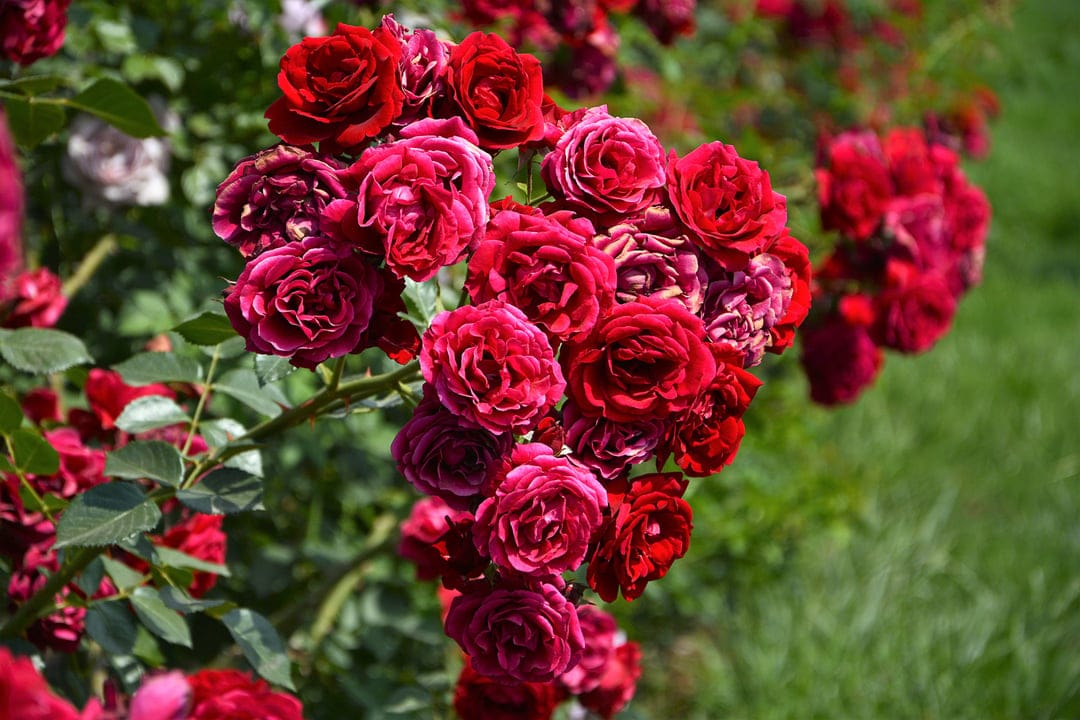 Deep red rose clusters with velvety petals and sun-kissed edges set against a blurred green garden background.
