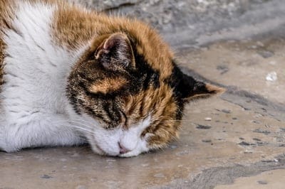 Calico cat with orange and black patches sleeps on a gray stone surface under soft natural sunlight.