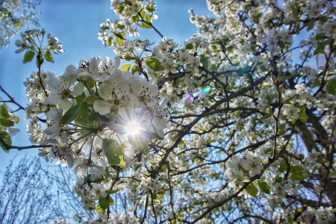 White cherry blossoms and branches frame a brilliant sunburst and lens flare against a clear blue spring sky.