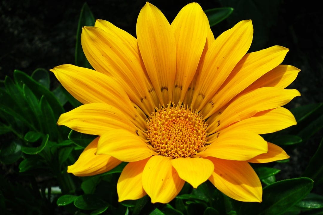 Yellow Gazania flower petals radiate from a textured center against dark green leaves in a macro close-up.