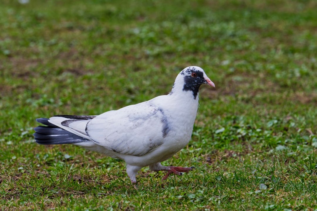 White pigeon with black facial markings and tail feathers walks across a lush green lawn in soft daylight.