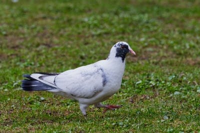 animals,full HD wallpaper,free wallpaper,desktop backgrounds,wallpaper 4K,HD wallpaper,pigeon,wallpaper HD,grass,4K wallpaper,beauty,background,nature,bird,beautiful wallpaper,laptop wallpaper,dove,windows wallpaper,4K wallpaper,garden
