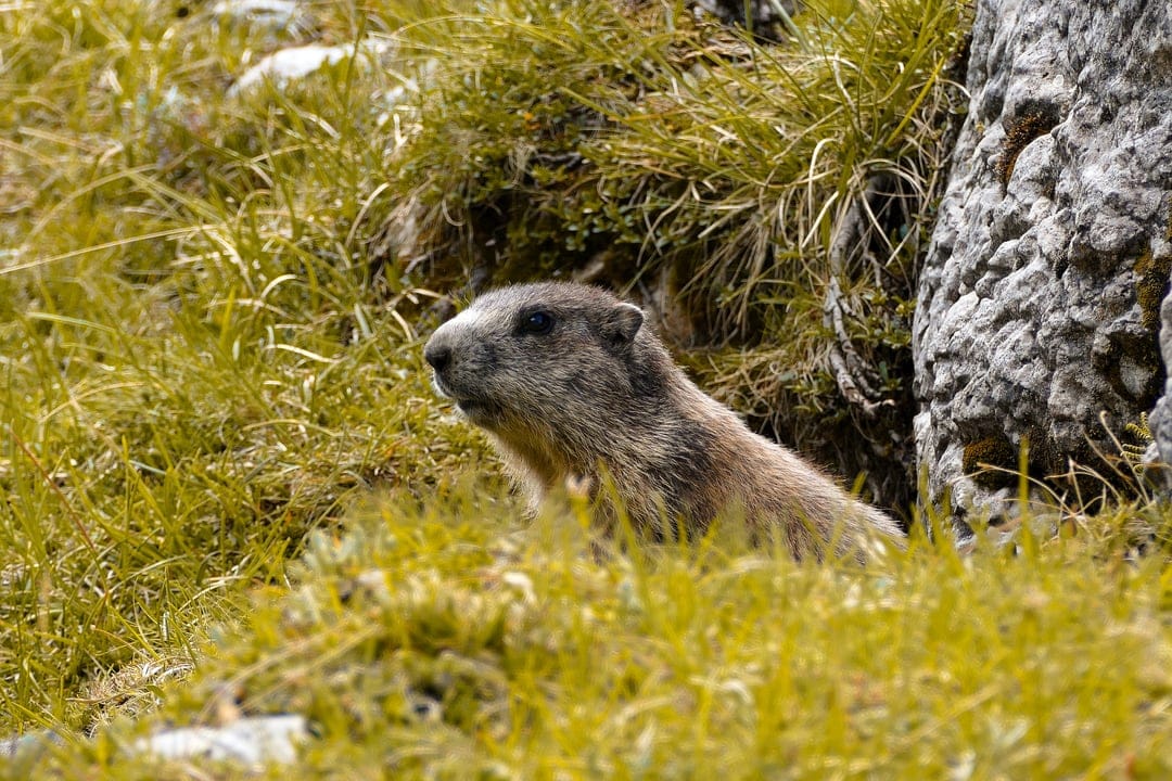 Brown marmot with alert eyes peeking from vibrant green grass near a grey rock in an alpine meadow.